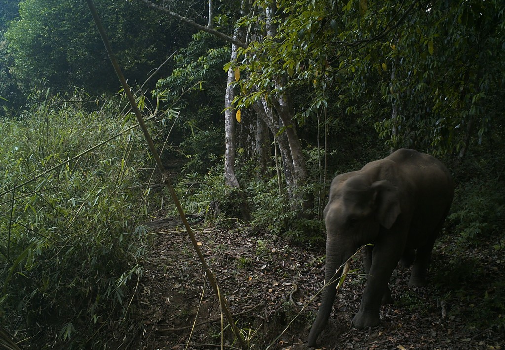 A family of elephants are frequent visitors of this sanctuary.