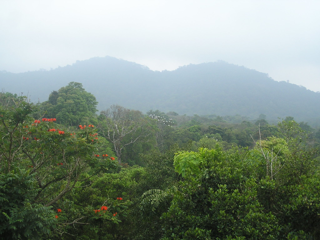The dense forest cover.