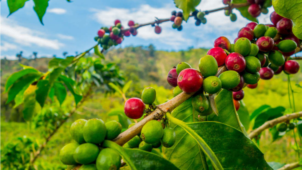 Coffee berries that contain the life-giving bean (seed) inside / Foto 5533 - Shutterstock