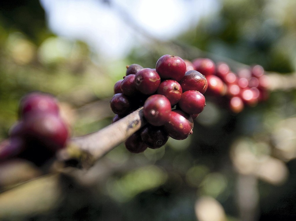 he fresh fruit that bears the beans. Bloomberg