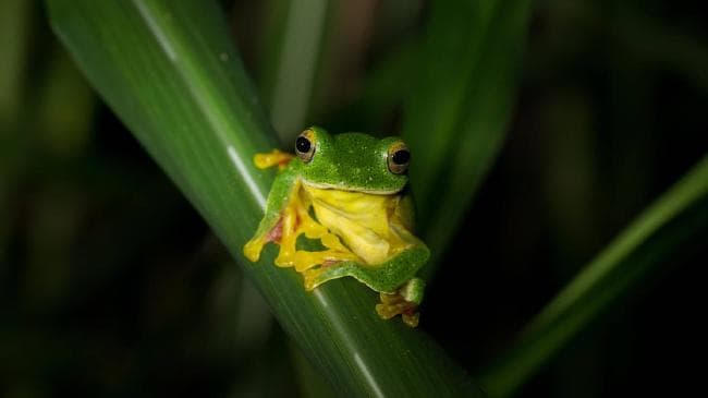 A Malabar flying frog. Picture: Alamy