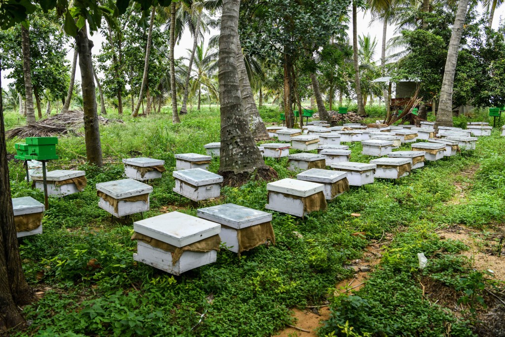 Honey03KF29oct2019