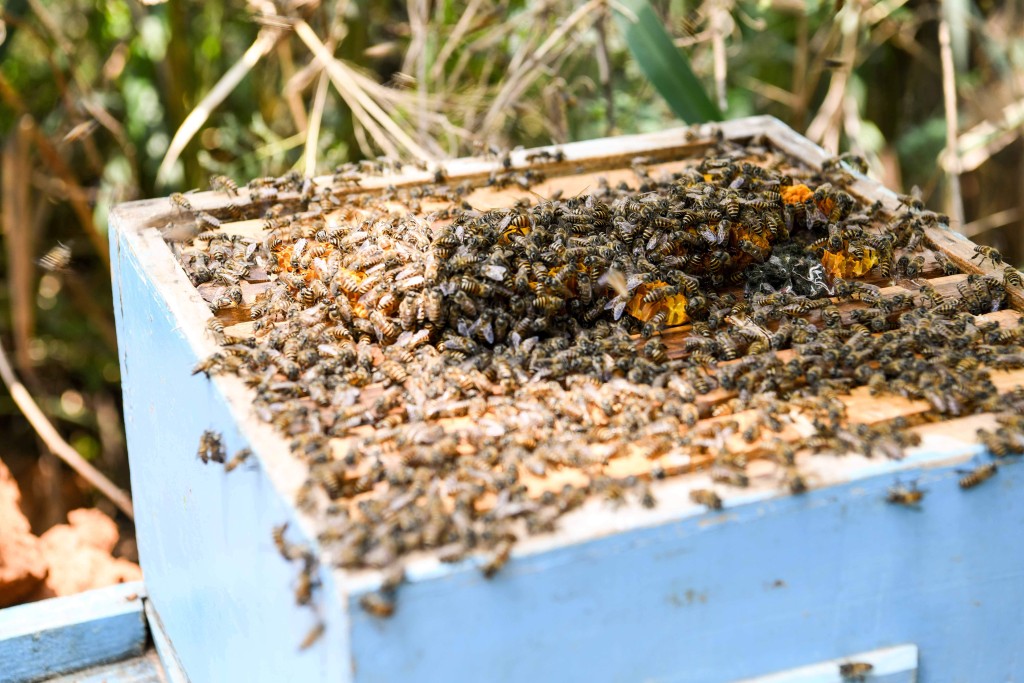 Honey04KF29oct2019