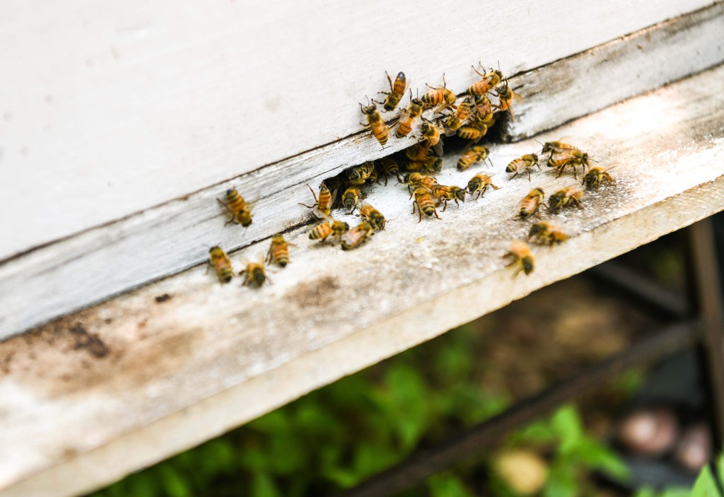 Honey05KF29oct2019