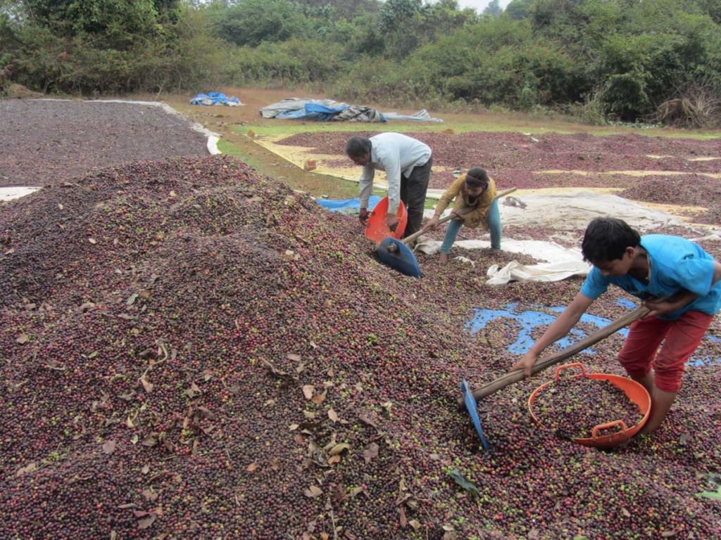 Cherries being dried 