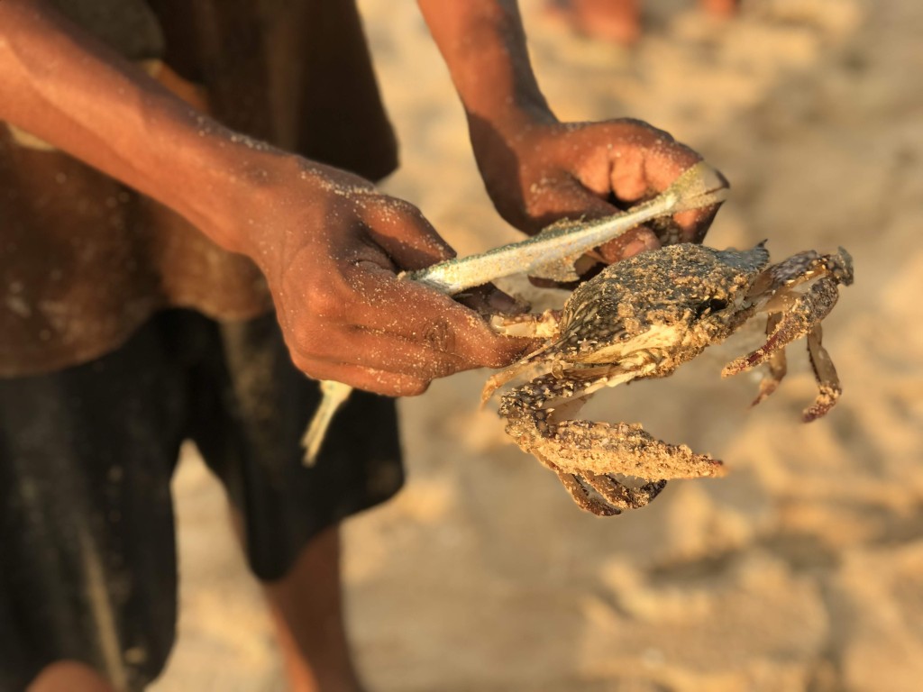 Hunting crabs in Malabar