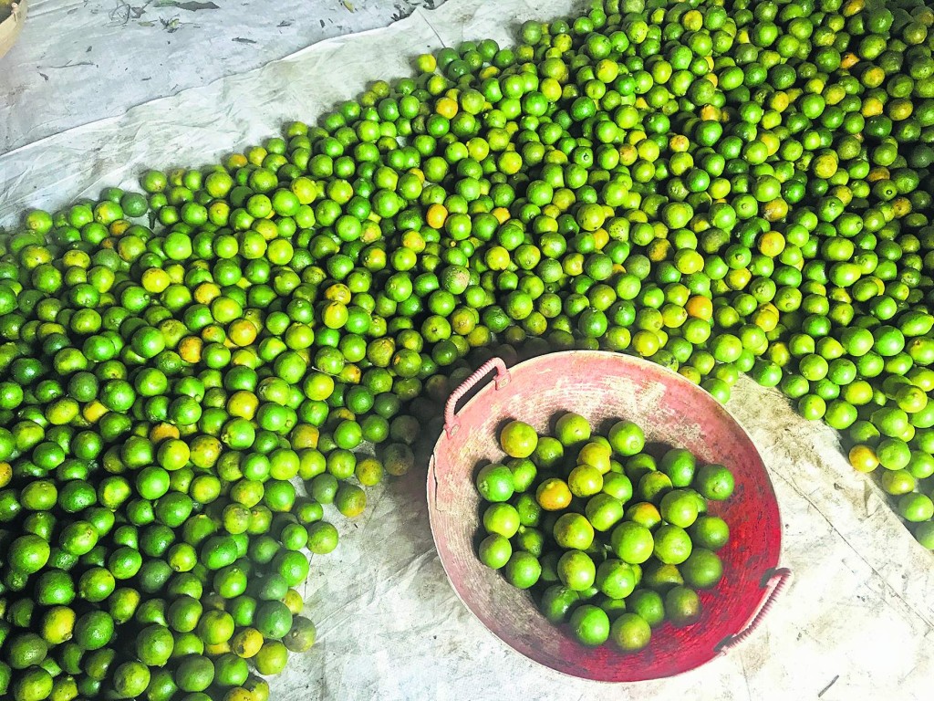 Coorg oranges