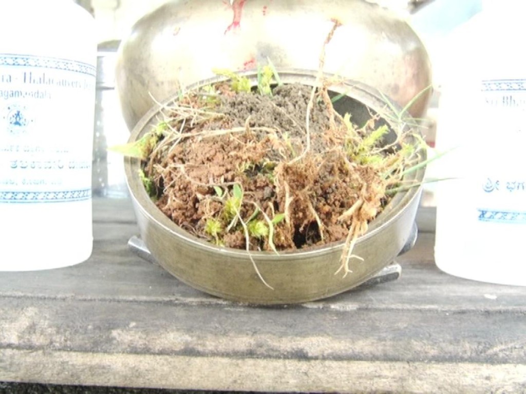 Water and soil collected from Talacauvery. DH Photos 