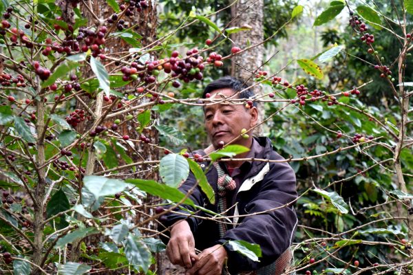 Coffee farmer in Wokha is brewing a tasteful future | Kodagu First